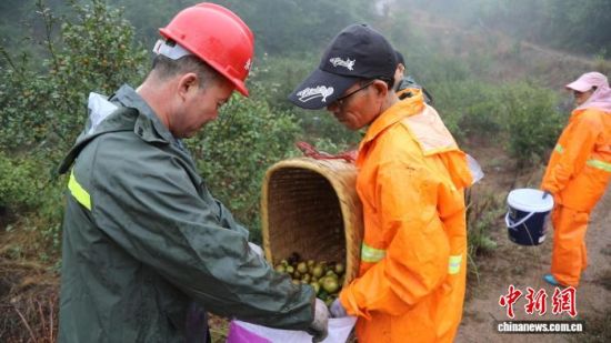 永兴县一油茶林迎来收获季。李丹霞 摄 永兴县一油茶林迎来收获季。李丹霞 摄