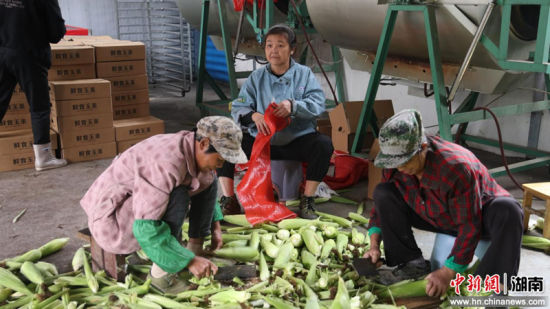 工人在整理玉米。赵李明 摄 工人在整理玉米。赵李明 摄