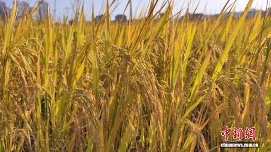 沱江双季稻万亩高产创建示范片内水稻长势喜人。余涛 摄 沱江双季稻万亩高产创建示范片内水稻长势喜人。余涛 摄