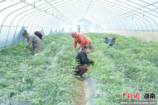 河东新村蔬菜种植基地,村民们忙着采摘辣椒。宾奕 摄 河东新村蔬菜种植基地,村民们忙着采摘辣椒。宾奕 摄