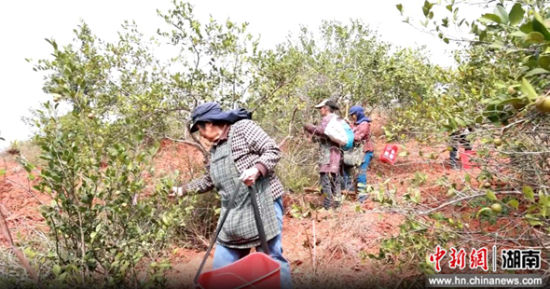 村民采摘油茶果。 陶冶 摄 村民采摘油茶果。 陶冶 摄