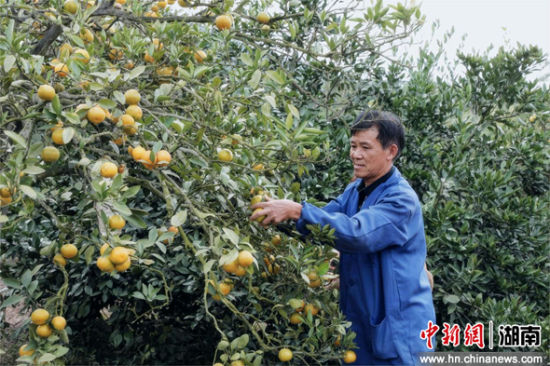 陶岭镇周家村,周梅平正在采摘蜜橘。周林凤 摄 陶岭镇周家村,周梅平正在采摘蜜橘。周林凤 摄