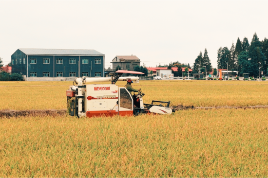 金秋如画,收割机在千重稻浪中穿梭,丰收颗粒满仓廪。金之香米业 供图 金秋如画,收割机在千重稻浪中穿梭,丰收颗粒满仓廪。金之香米业 供图