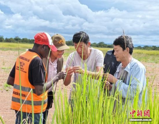 袁氏种业专家在田间与安哥拉民众探讨杂交水稻种植(资料图)。袁氏种业 供图 袁氏种业专家在田间与安哥拉民众探讨杂交水稻种植(资料图)。袁氏种业 供图