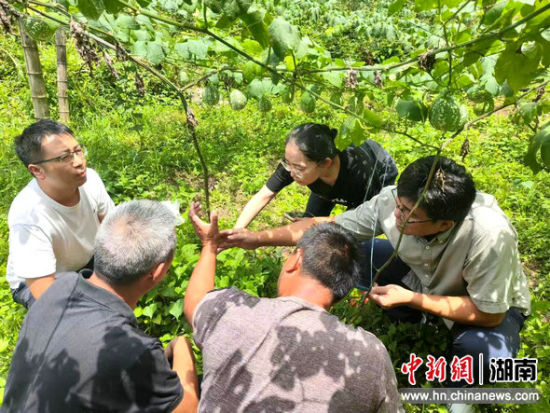 ����ʡ�Ƽ�����Ա���������в�ҩ��ֲ������