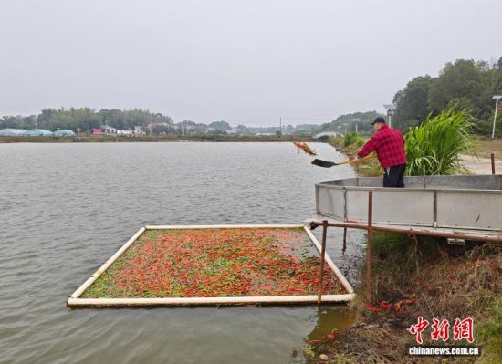 11月11日,在湖南长沙县黄兴镇石弓湾社区一处鱼塘,鱼塘主姜胜正用辣椒喂鱼。中新社记者 唐小晴 摄 11月11日,在湖南长沙县黄兴镇石弓湾社区一处鱼塘,鱼塘主姜胜正用辣椒喂鱼。中新社记者 唐小晴 摄