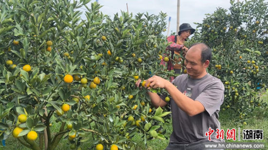 ¹ûÅ©ÕýÔÚ²ÉÕª´àÃÛ½ð½Û¡£ ³Âƽ³É Éã ¹ûÅ©ÕýÔÚ²ÉÕª´àÃÛ½ð½Û¡£ ³Âƽ³É Éã