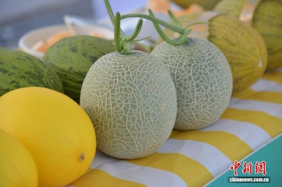 11月17日,海南冬季瓜菜——西甜瓜·圣女果推介会在乐东黎族自治县举行。图为现场展示的不同品种蜜瓜。张月和 摄 11月17日,海南冬季瓜菜——西甜瓜·圣女果推介会在乐东黎族自治县举行。图为现场展示的不同品种蜜瓜。张月和 摄