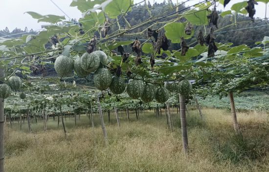 ���俪ʼ�ҹ��� ������ ��