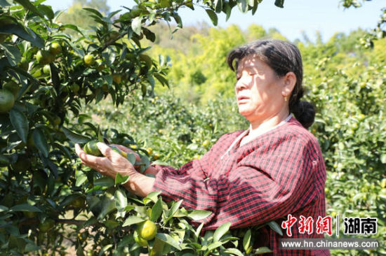 �������ڲ�ժ�����١����¾� ��