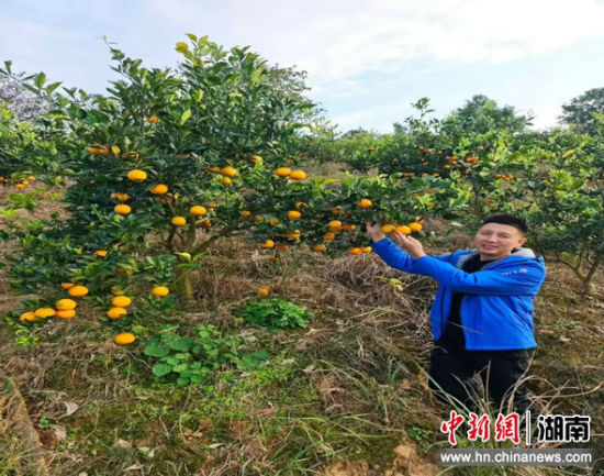 �Ʒ�ũҵ��԰���ؽ��ɫ�ı��ǳ�׺��֦ͷ������ ��