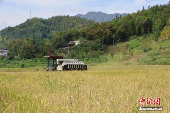 收割机收割“玉针香”稻花米。刘平甫 摄 收割机收割“玉针香”稻花米。刘平甫 摄
