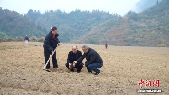 近日,张家界市、桑植县自然资源局人员在山上退出的耕地了解苎麻栽种情况。欧安政 摄 近日,张家界市、桑植县自然资源局人员在山上退出的耕地了解苎麻栽种情况。欧安政 摄