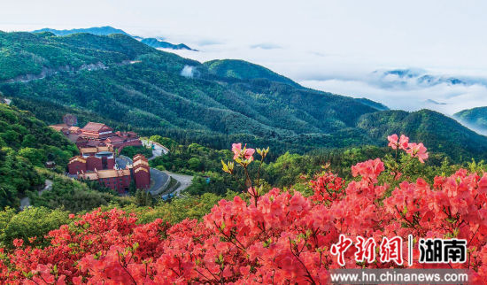 双牌阳明山杜鹃花海。双牌县委宣传部供图 双牌阳明山杜鹃花海。双牌县委宣传部供图
