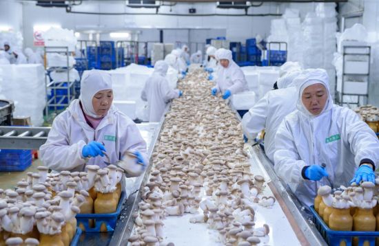 工人在采收杏鲍菇。雷中祥 摄 工人在采收杏鲍菇。雷中祥 摄