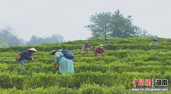 北溶乡碣滩茶园采茶场景。 北溶乡碣滩茶园采茶场景。
