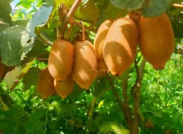 ��������һ��⨺��� ͼƬ��������