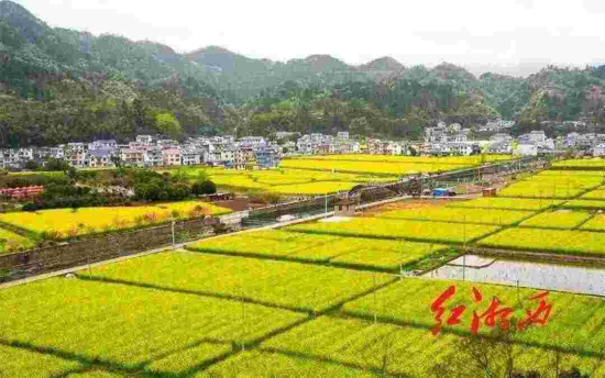 保靖甘溪油菜花风光 图片来自网络 保靖甘溪油菜花风光 图片来自网络
