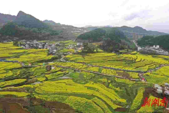 花垣麻栗场油菜花风光 图片来自网络 花垣麻栗场油菜花风光 图片来自网络