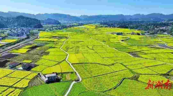 永顺万坪油菜花风光 图片来自网络 永顺万坪油菜花风光 图片来自网络