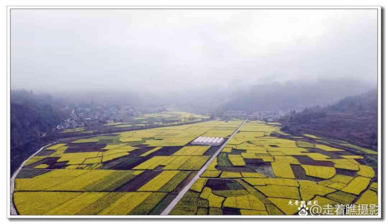 龙山靛房油菜花风光 图片来自网络 龙山靛房油菜花风光 图片来自网络