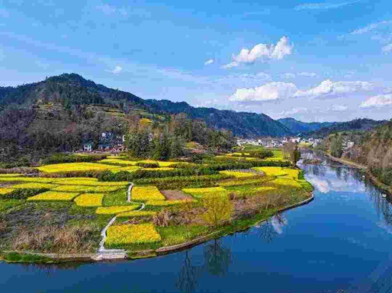 凤凰沱江油菜花风光 图片来自网络 凤凰沱江油菜花风光 图片来自网络