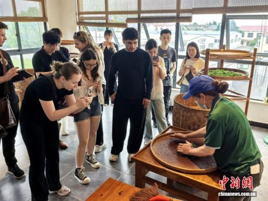 团员体验采茶制茶乐趣、感悟茶文化魅力。 付敬懿 摄 团员体验采茶制茶乐趣、感悟茶文化魅力。 付敬懿 摄
