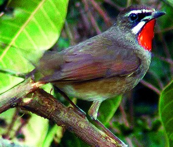 [图片] 红脖子主要内容 ,红脖子主要内容组图-红