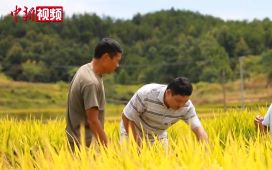 奥特曼卡片走红背后：孩子购卡上瘾 家长深感焦虑