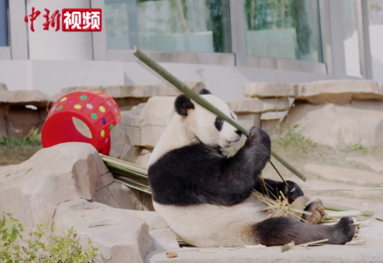 “安家”湖南岳阳的10只大熊猫集体亮相(视频)