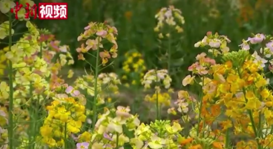 湖南临澧太空育种的彩色油菜花开了（视频）