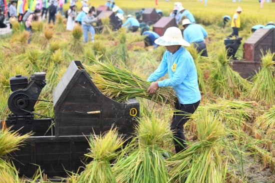 泰国《泰星暹》：湖南长沙：收割水稻庆丰收（图）