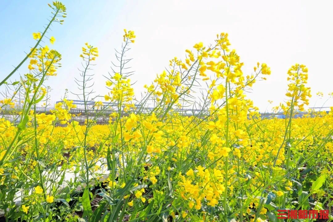 ��ؽ���뻭�� ���϶���Ͳ˻�ӭ����������