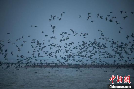 第十二届洞庭湖国际观鸟节落幕 共观测到171种鸟类