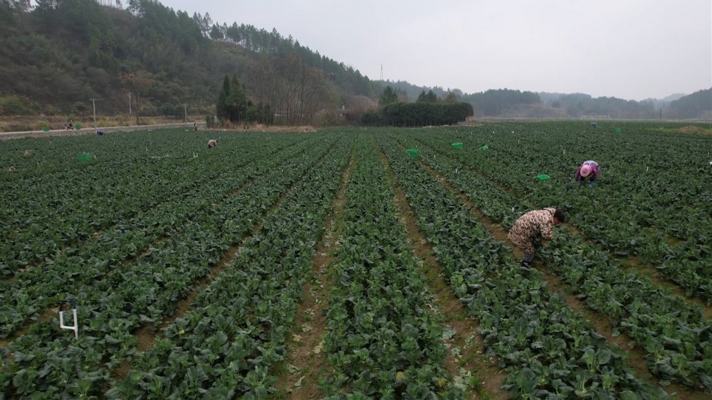 ��������ʱ ������������ֱ�����۰�