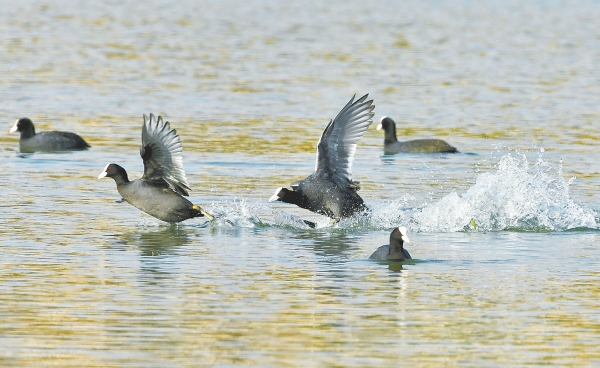 �׹Ƕ��������