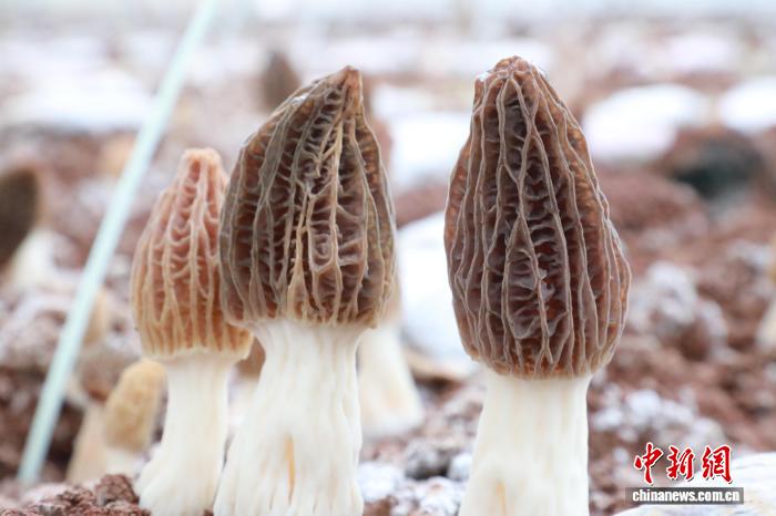 ����������Ǿ������ʡ����� �����ڲ����³�