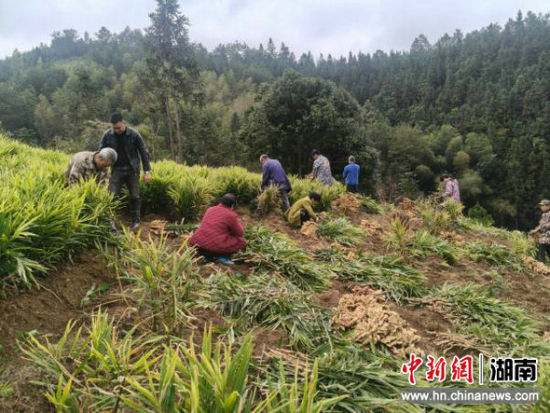 种植基地里村民正在采收虎爪姜 。何承钢 摄