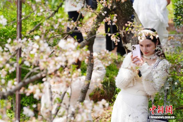 ��ɳ���紺��� ӣ��ʢ��������